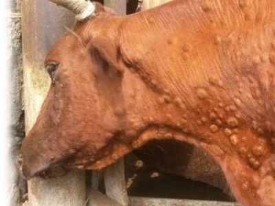 Нодулярный дерматит крупного рогатого скота | Евпаторийская Здравница